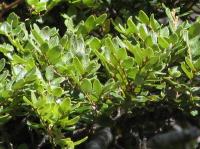 Albums/20060200-New Zealand 2006/20060204-Arthurs_Pass/10